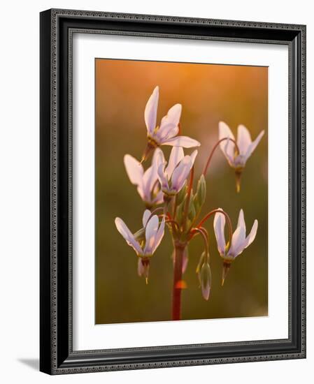 Shooting Star Wildflowers Carpet the Tall Grass Prairie Remnant, Weston, Illinois, Usa-Chuck Haney-Framed Photographic Print