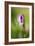 Shooting Star-Ursula Abresch-Framed Photographic Print