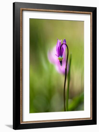 Shooting Star-Ursula Abresch-Framed Photographic Print