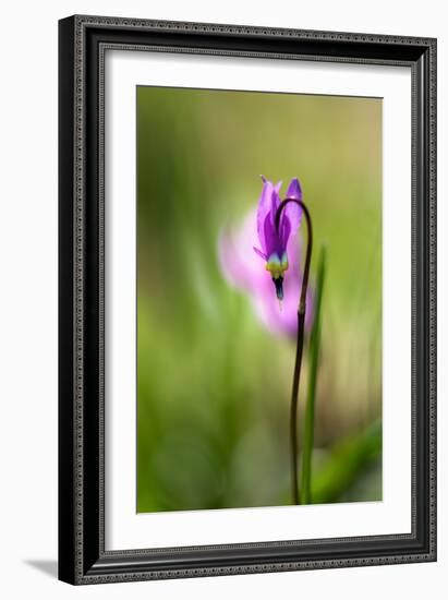 Shooting Star-Ursula Abresch-Framed Photographic Print