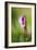 Shooting Star-Ursula Abresch-Framed Photographic Print