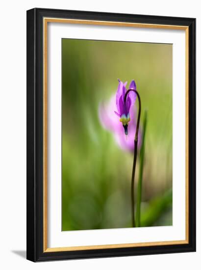 Shooting Star-Ursula Abresch-Framed Photographic Print