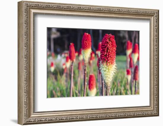 Shore Acres State Park, Oregon, USA. Red hot poker flowers on the Oregon coast.-Emily Wilson-Framed Photographic Print