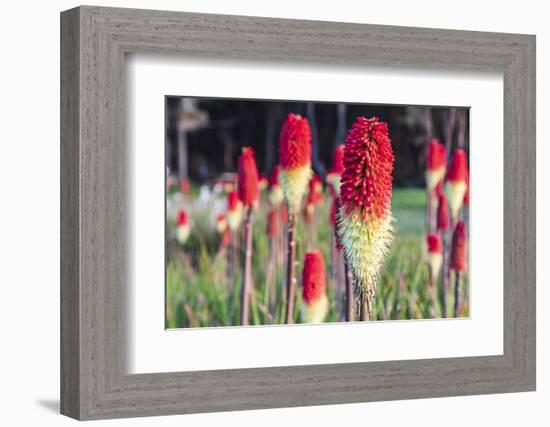 Shore Acres State Park, Oregon, USA. Red hot poker flowers on the Oregon coast.-Emily Wilson-Framed Photographic Print