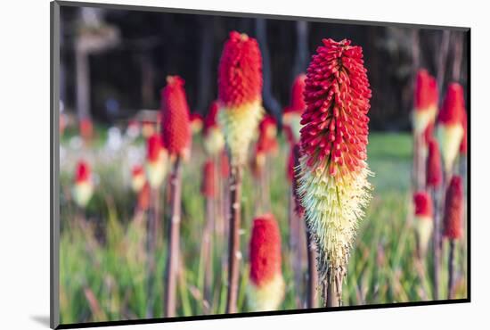 Shore Acres State Park, Oregon, USA. Red hot poker flowers on the Oregon coast.-Emily Wilson-Mounted Photographic Print