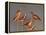 Shore Bird Decoys, USA-Gavriel Jecan-Framed Premier Image Canvas