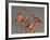 Shore Bird Decoys, USA-Gavriel Jecan-Framed Photographic Print