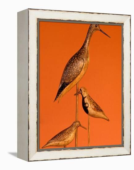 Shore Bird Decoys, USA-Gavriel Jecan-Framed Premier Image Canvas