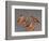 Shore Bird Decoys, USA-Gavriel Jecan-Framed Photographic Print