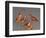 Shore Bird Decoys, USA-Gavriel Jecan-Framed Photographic Print