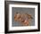 Shore Bird Decoys, USA-Gavriel Jecan-Framed Photographic Print