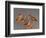 Shore Bird Decoys, USA-Gavriel Jecan-Framed Photographic Print