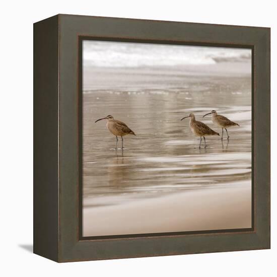 Shore Birds I-Danita Delimont-Framed Stretched Canvas