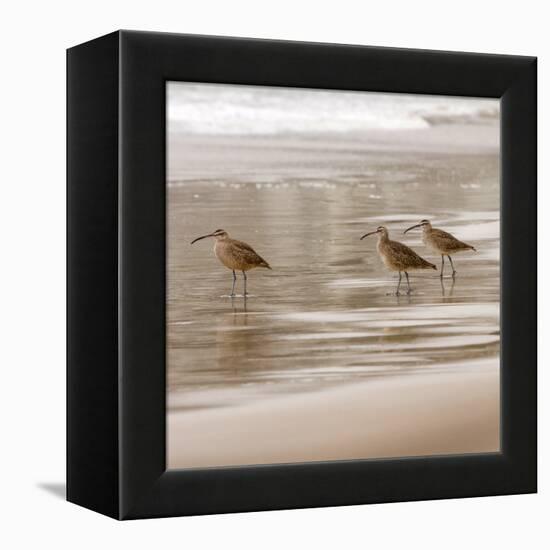 Shore Birds I-Danita Delimont-Framed Stretched Canvas