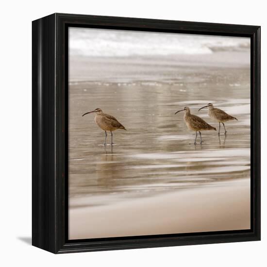 Shore Birds I-Danita Delimont-Framed Stretched Canvas