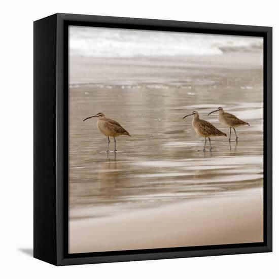 Shore Birds I-Danita Delimont-Framed Stretched Canvas