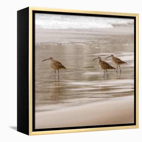 Shore Birds I-Danita Delimont-Framed Stretched Canvas