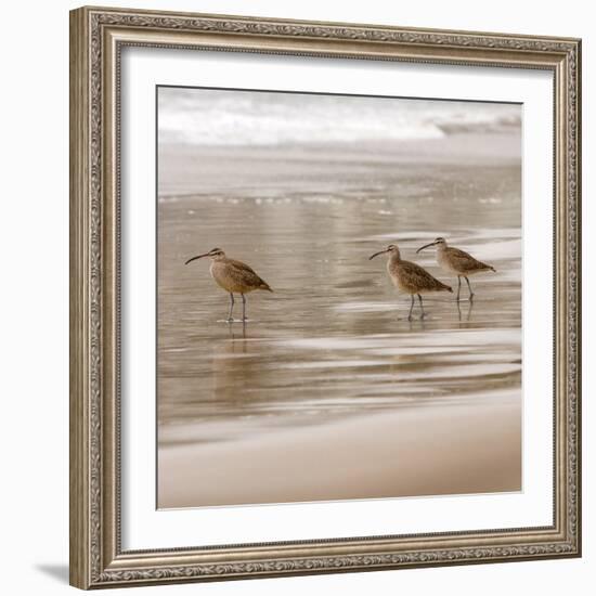 Shore Birds I-Danita Delimont-Framed Photo