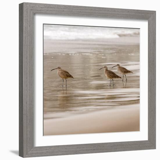 Shore Birds I-Danita Delimont-Framed Photo