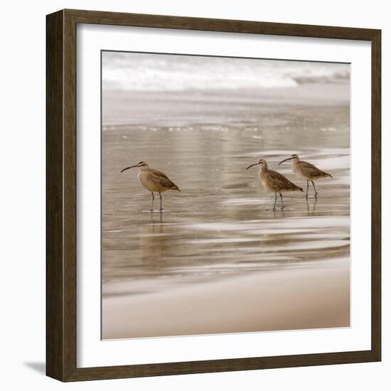 Shore Birds I-Danita Delimont-Framed Photo