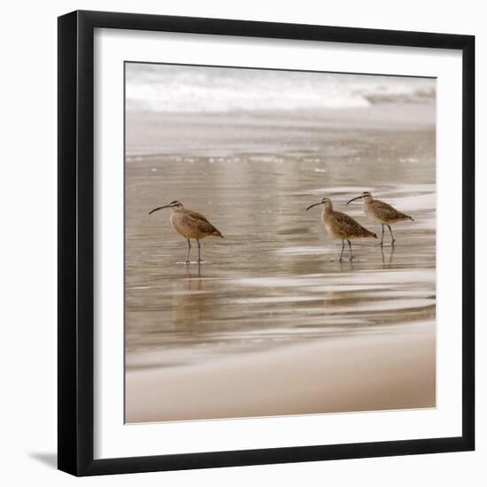 Shore Birds I-Danita Delimont-Framed Photo