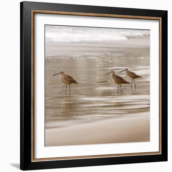 Shore Birds I-Danita Delimont-Framed Photo