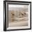 Shore Birds I-Danita Delimont-Framed Photo