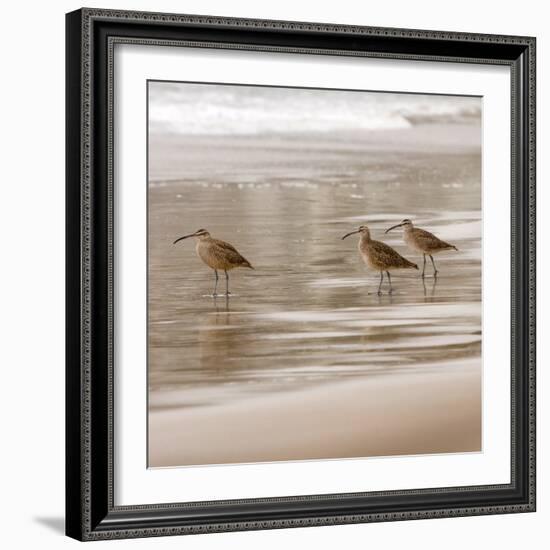 Shore Birds I-Danita Delimont-Framed Photo