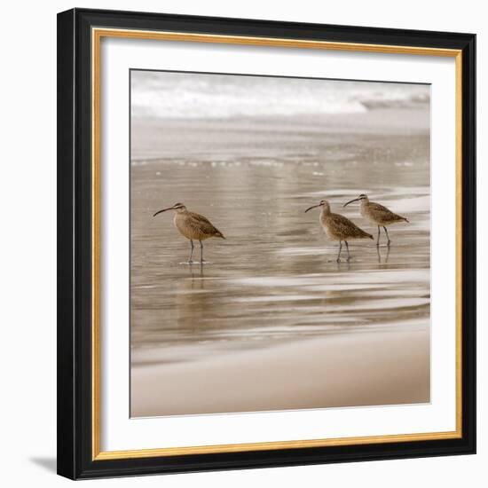 Shore Birds I-Danita Delimont-Framed Photo