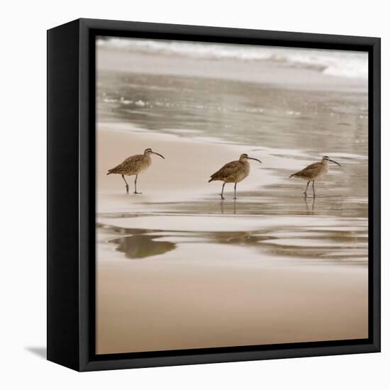 Shore Birds II-Danita Delimont-Framed Stretched Canvas
