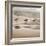 Shore Birds II-Danita Delimont-Framed Photo