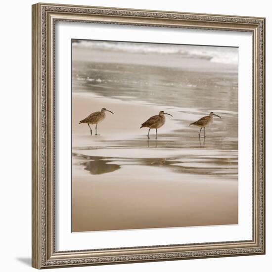 Shore Birds II-Danita Delimont-Framed Photo