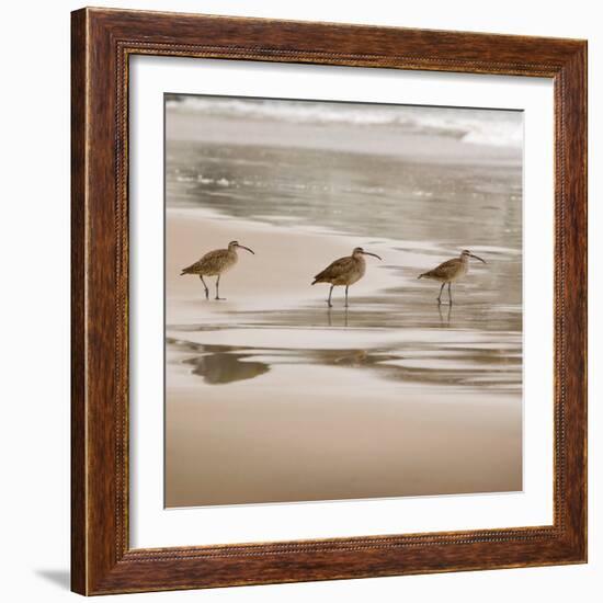 Shore Birds II-Danita Delimont-Framed Photo