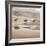 Shore Birds II-Danita Delimont-Framed Photo