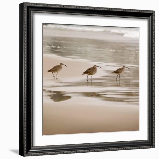 Shore Birds II-Danita Delimont-Framed Photo