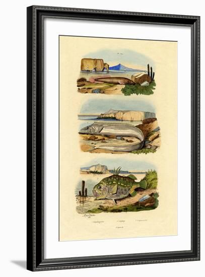 Shore Clingfish, 1833-39-null-Framed Giclee Print