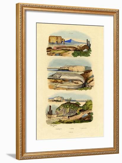 Shore Clingfish, 1833-39-null-Framed Giclee Print