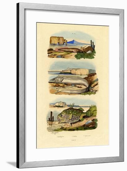 Shore Clingfish, 1833-39-null-Framed Giclee Print