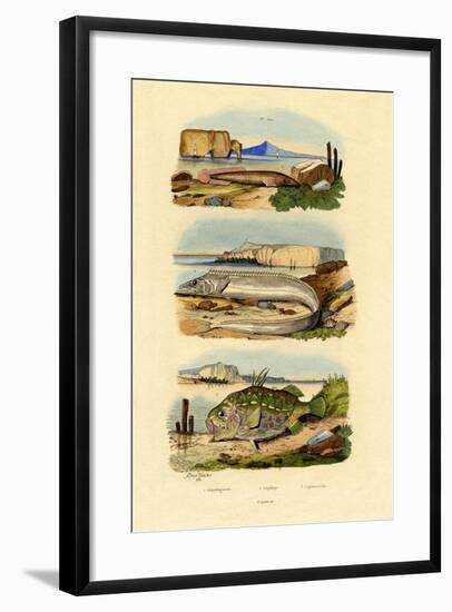 Shore Clingfish, 1833-39-null-Framed Giclee Print