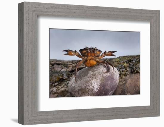 Shore Crab (Carcinus Maenas) Female Carrying Eggs With Claws Raised In Defensive Posture-Alex Hyde-Framed Photographic Print