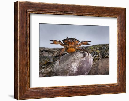 Shore Crab (Carcinus Maenas) Female Carrying Eggs With Claws Raised In Defensive Posture-Alex Hyde-Framed Photographic Print