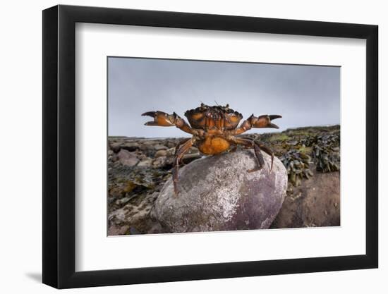 Shore Crab (Carcinus Maenas) Female Carrying Eggs With Claws Raised In Defensive Posture-Alex Hyde-Framed Photographic Print