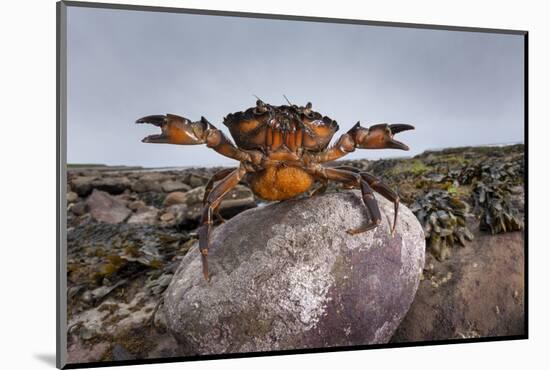 Shore Crab (Carcinus Maenas) Female Carrying Eggs With Claws Raised In Defensive Posture-Alex Hyde-Mounted Photographic Print