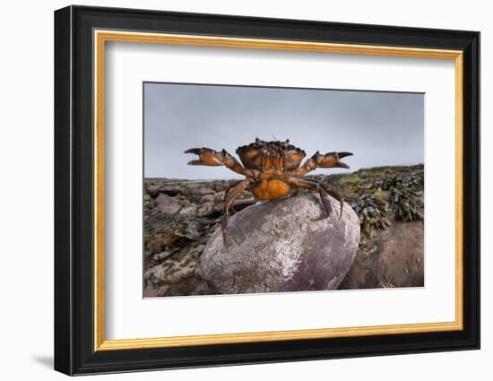 Shore Crab (Carcinus Maenas) Female Carrying Eggs With Claws Raised In Defensive Posture-Alex Hyde-Framed Photographic Print