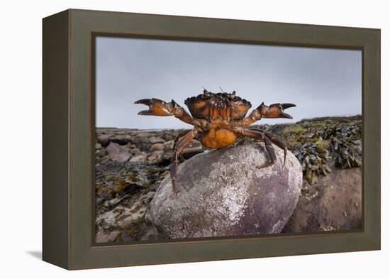 Shore Crab (Carcinus Maenas) Female Carrying Eggs With Claws Raised In Defensive Posture-Alex Hyde-Framed Premier Image Canvas