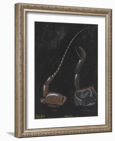 Shore Crab: Carcinus-Philip Henry Gosse-Framed Giclee Print