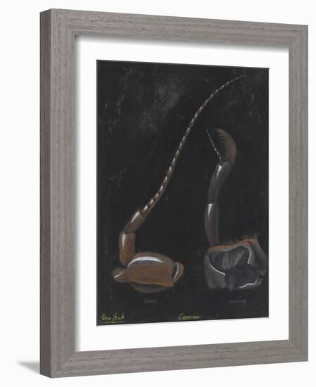 Shore Crab: Carcinus-Philip Henry Gosse-Framed Giclee Print