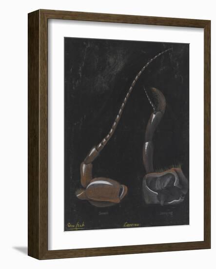 Shore Crab: Carcinus-Philip Henry Gosse-Framed Giclee Print