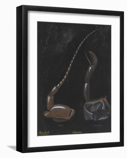 Shore Crab: Carcinus-Philip Henry Gosse-Framed Giclee Print