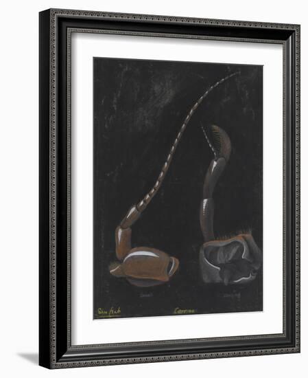 Shore Crab: Carcinus-Philip Henry Gosse-Framed Giclee Print